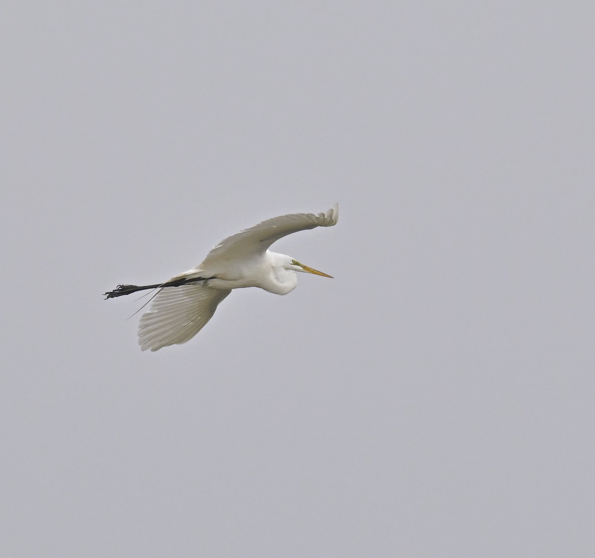 Great Egret - ML620180147