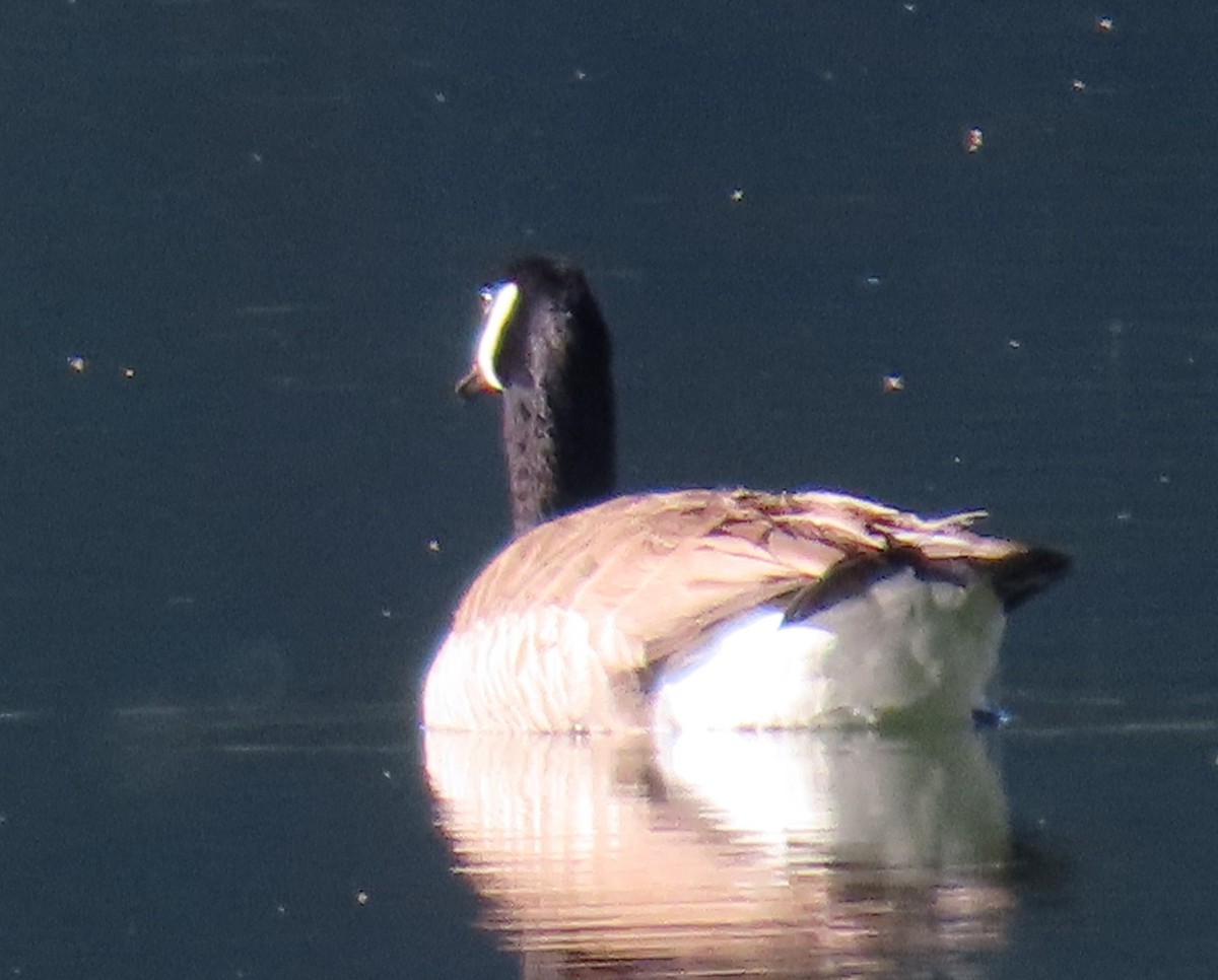 Canada Goose - Catherine Hagen