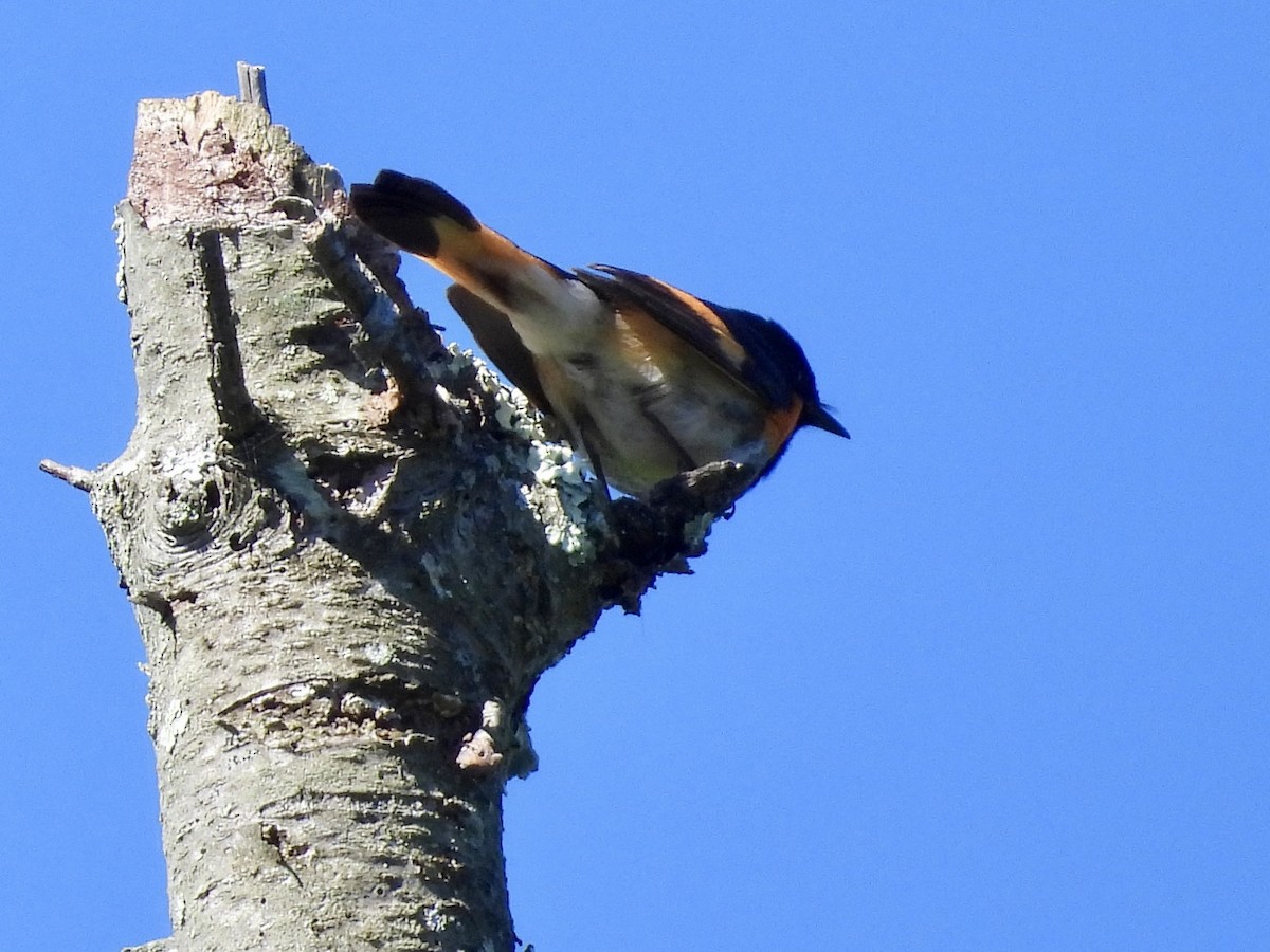 Paruline flamboyante - ML620180156