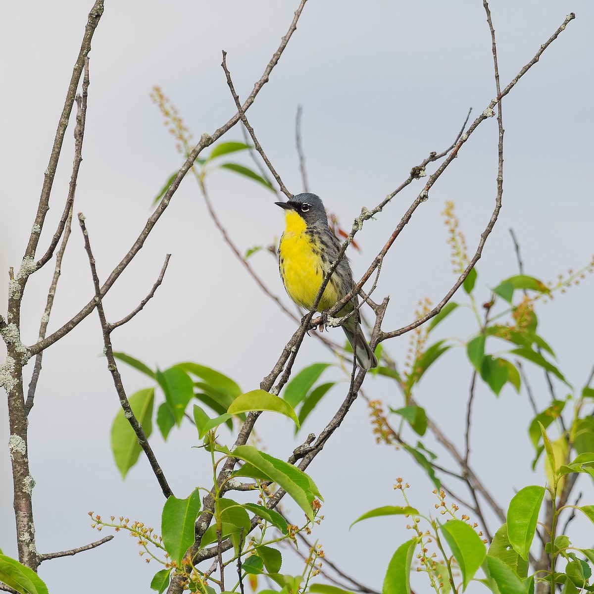 Kirtland's Warbler - ML620180162