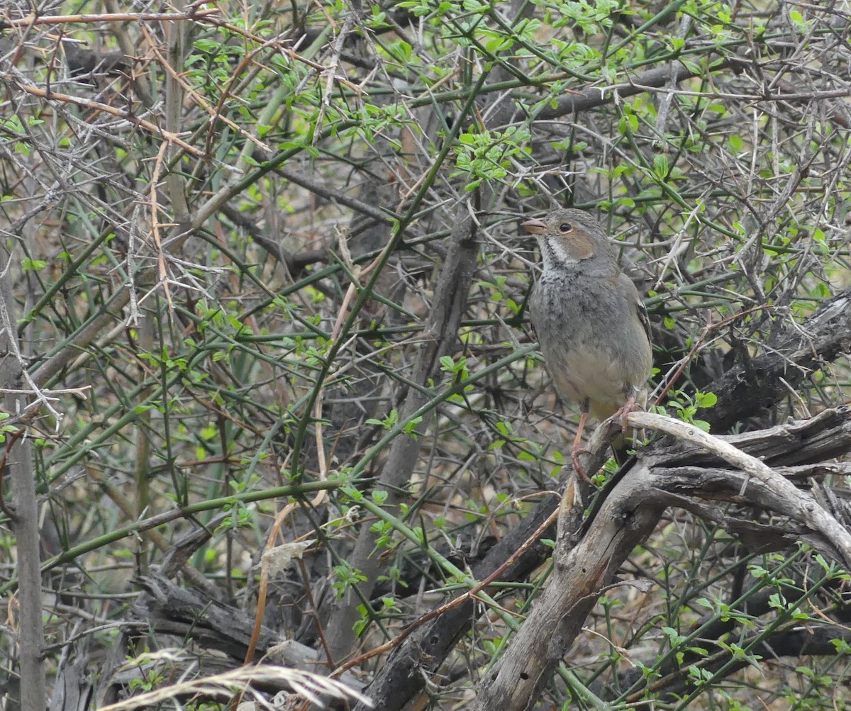 Mourning Sierra Finch - ML620180163