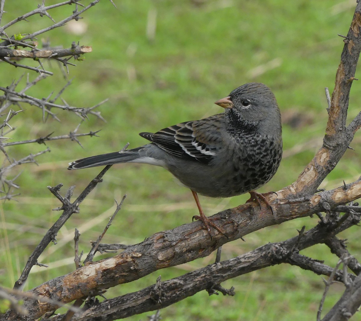 Mourning Sierra Finch - ML620180164