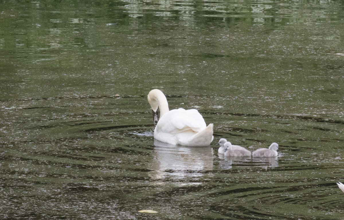 Cygne tuberculé - ML620180170