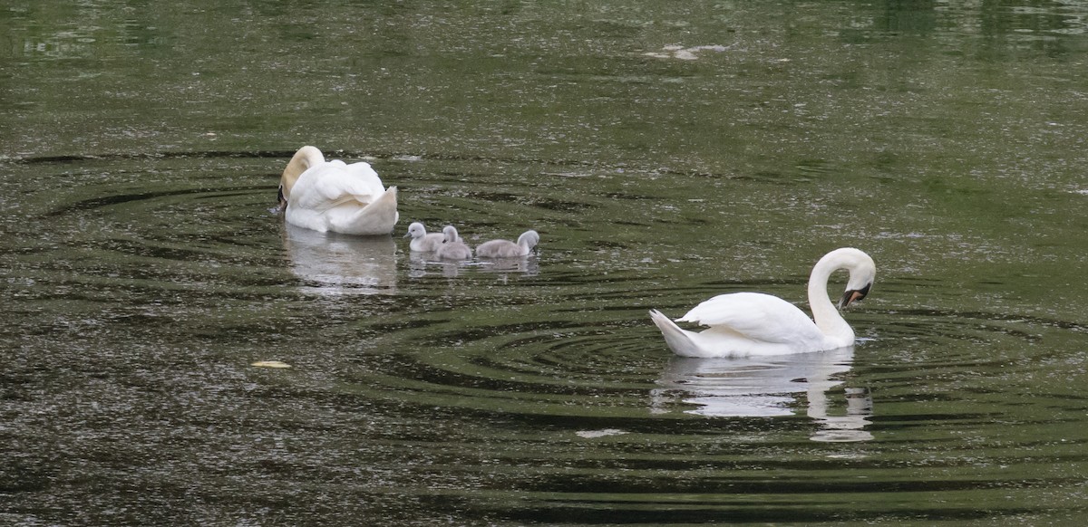 Cygne tuberculé - ML620180171