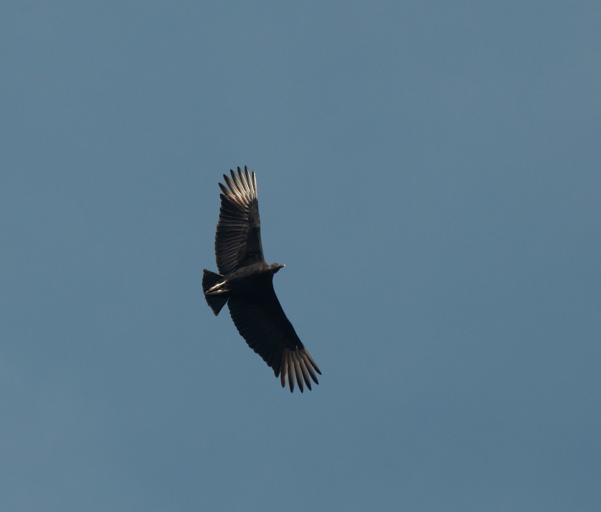 Black Vulture - ML620180172