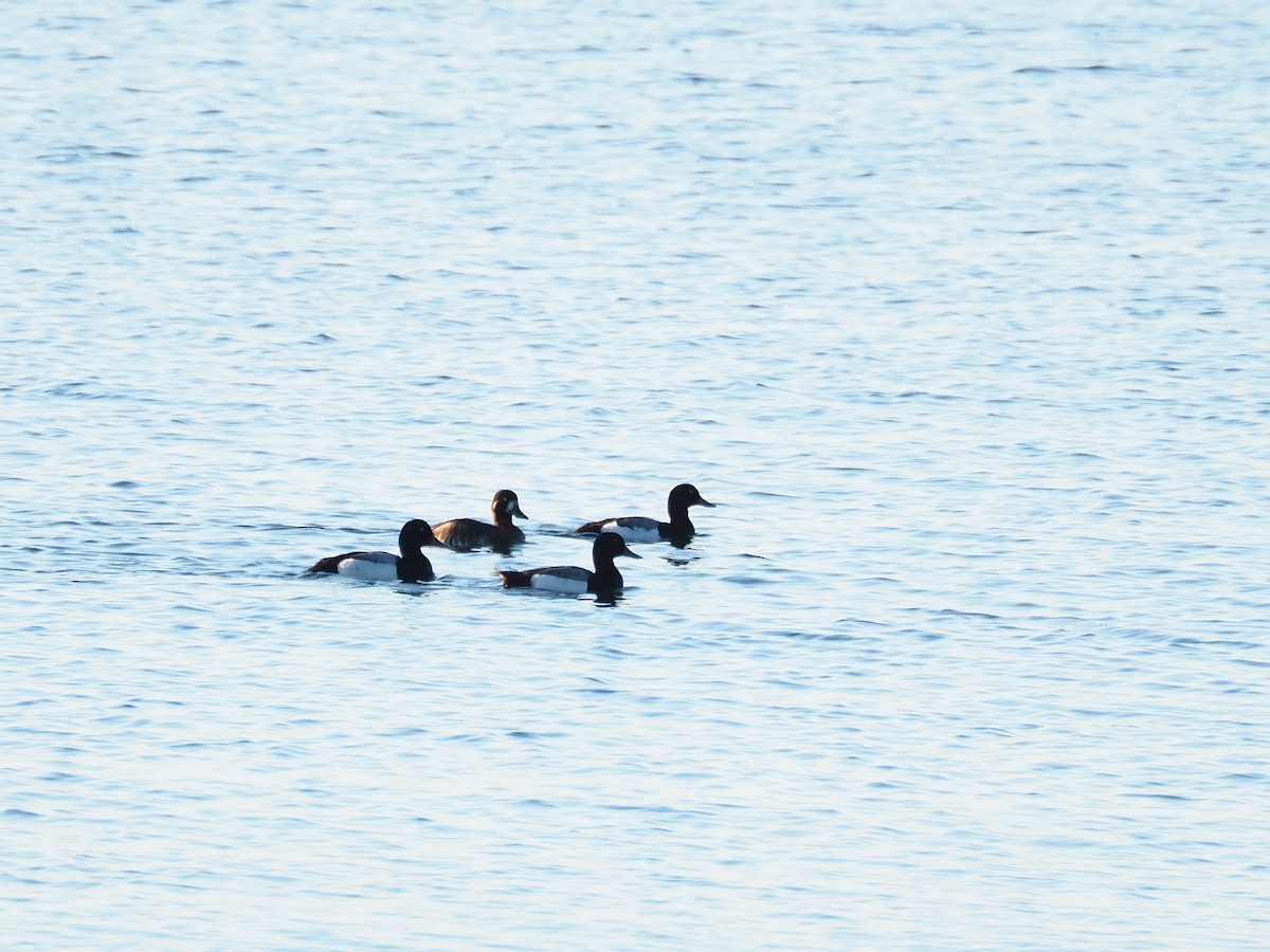 Greater Scaup - ML620180173