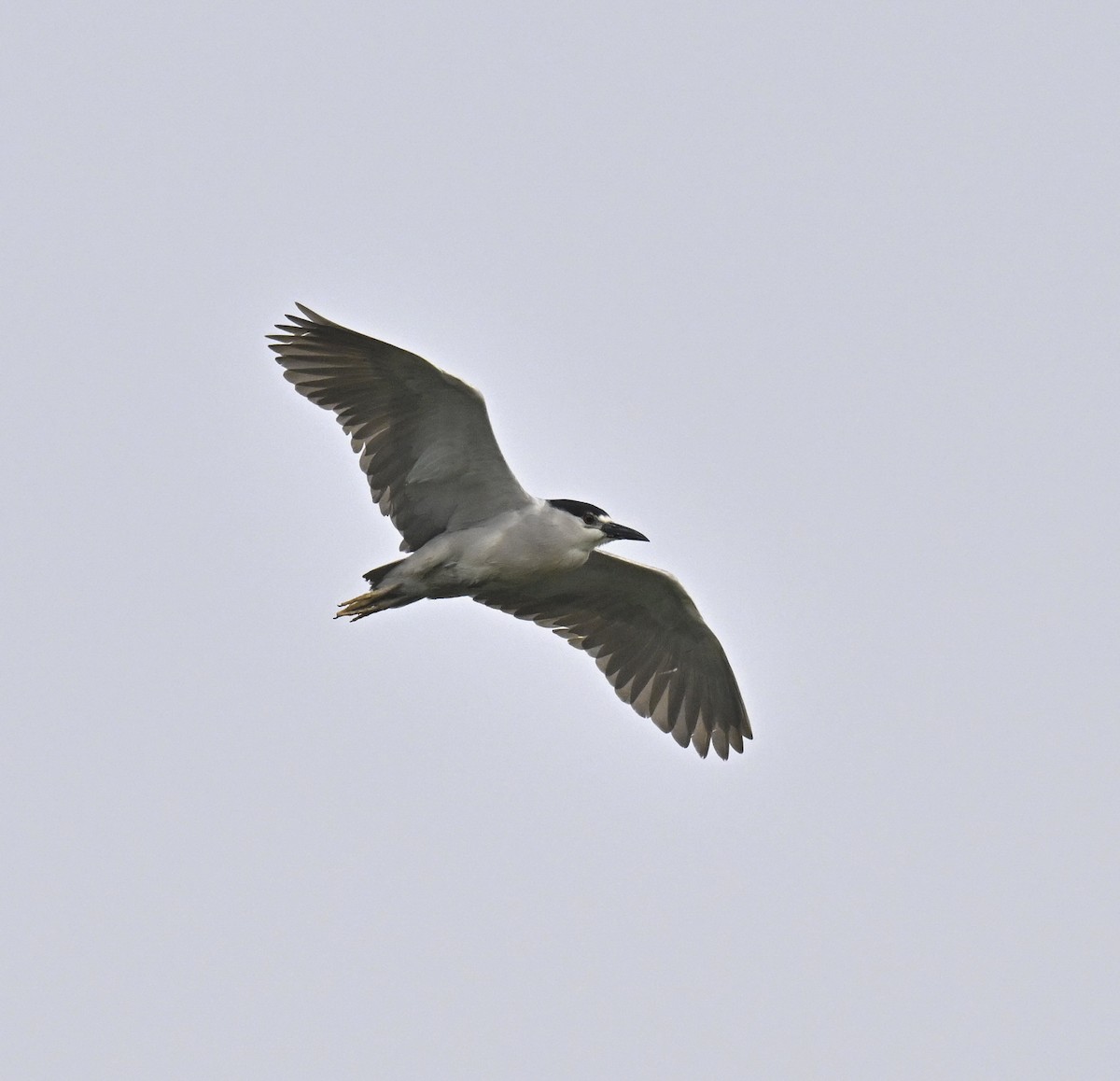 Black-crowned Night Heron - ML620180175