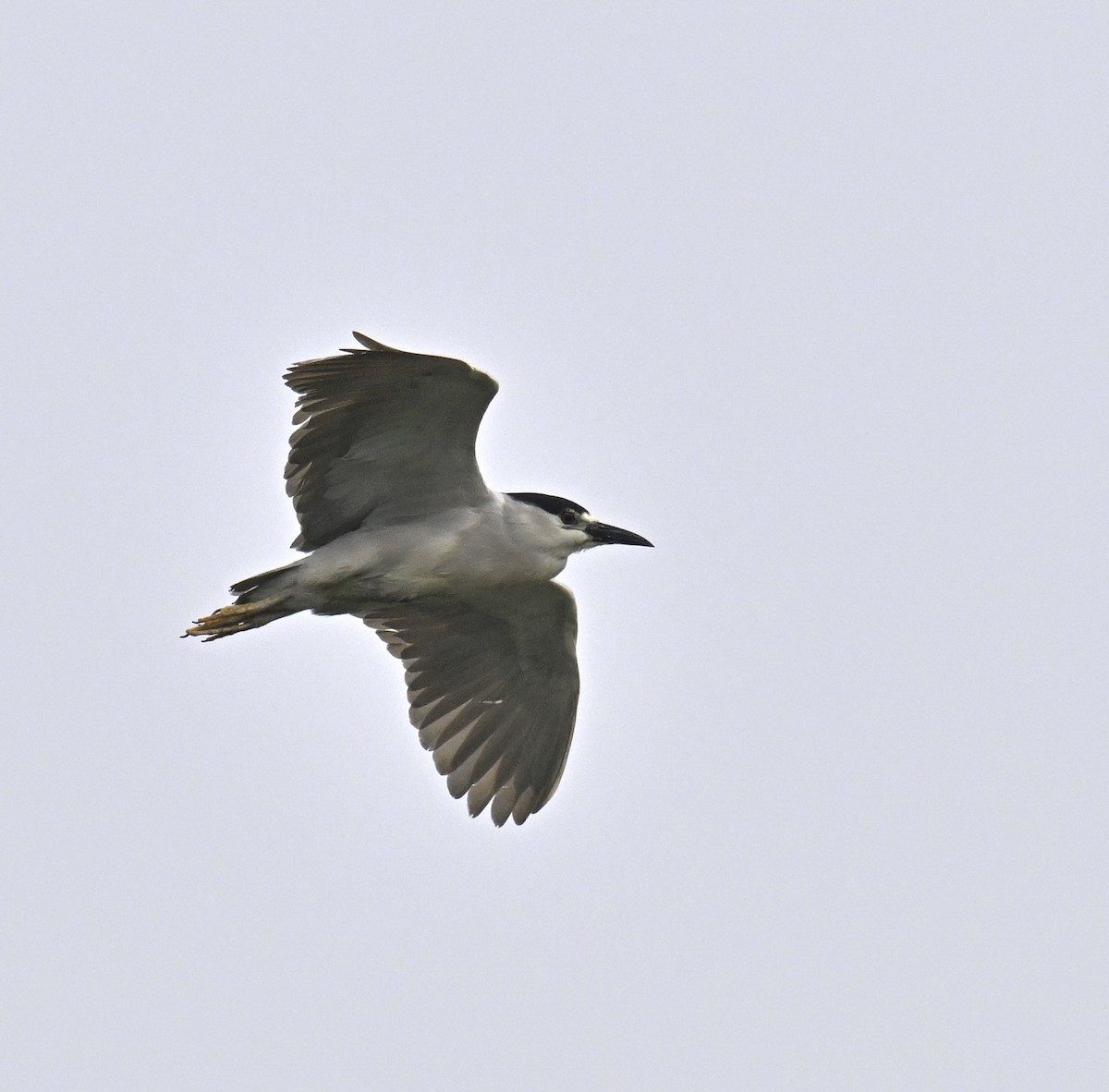 Black-crowned Night Heron - ML620180176