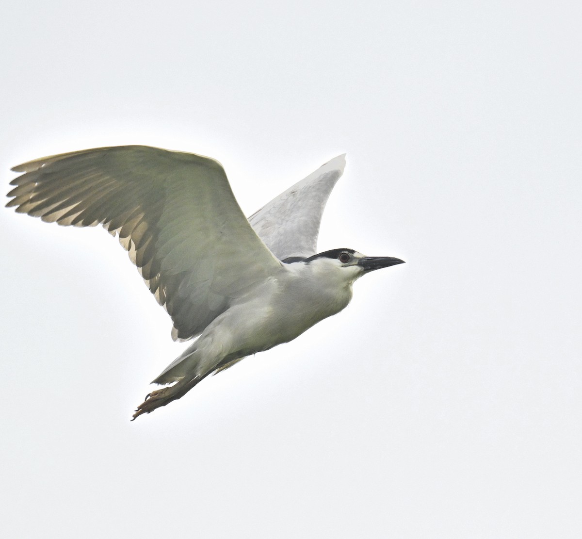 Black-crowned Night Heron - ML620180177