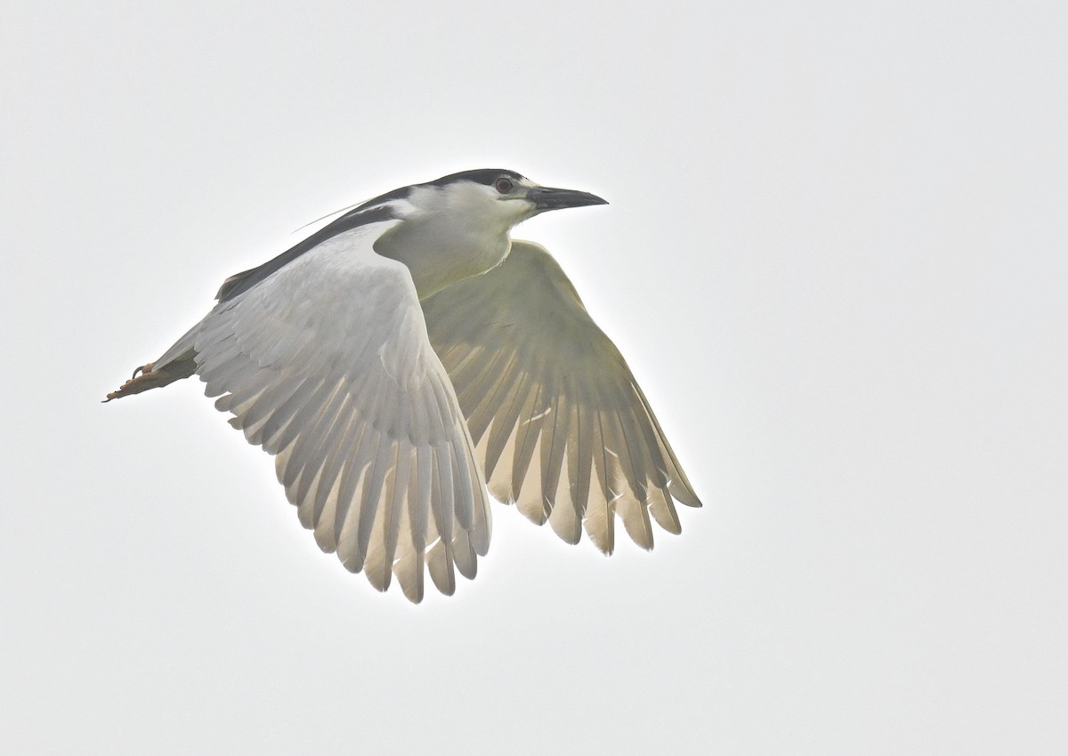 Black-crowned Night Heron - ML620180178