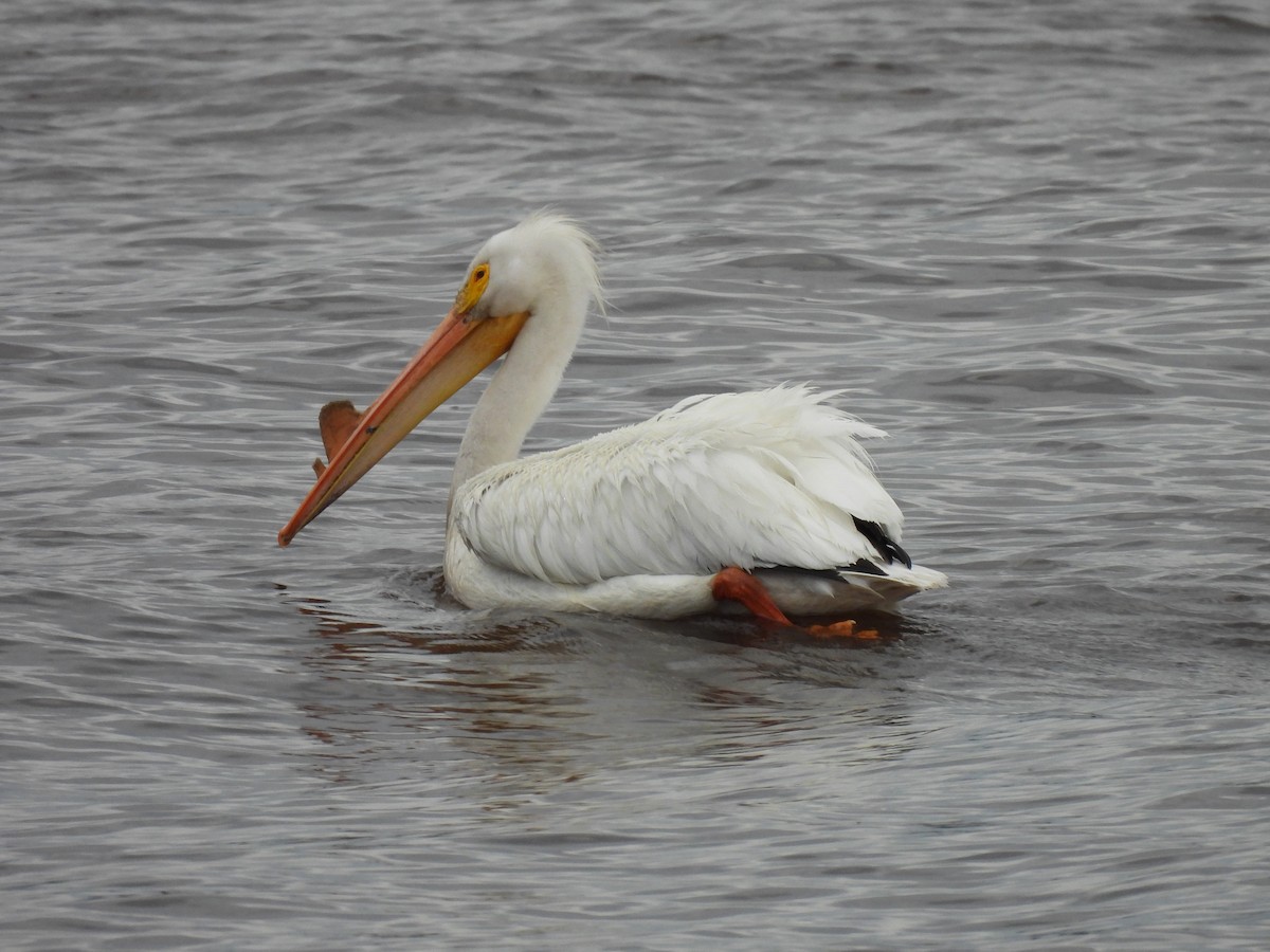 pelikán severoamerický - ML620180180