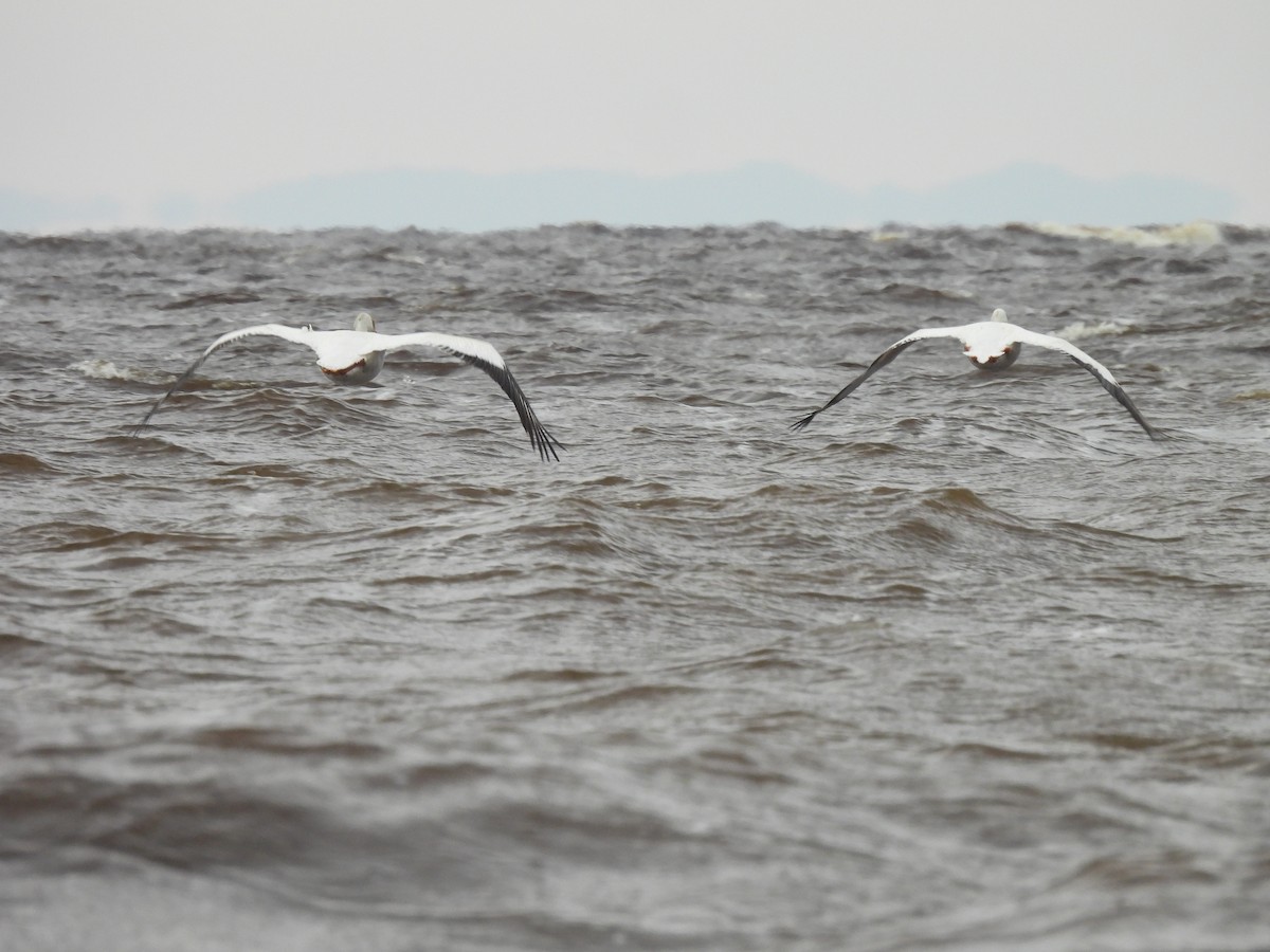 American White Pelican - ML620180182