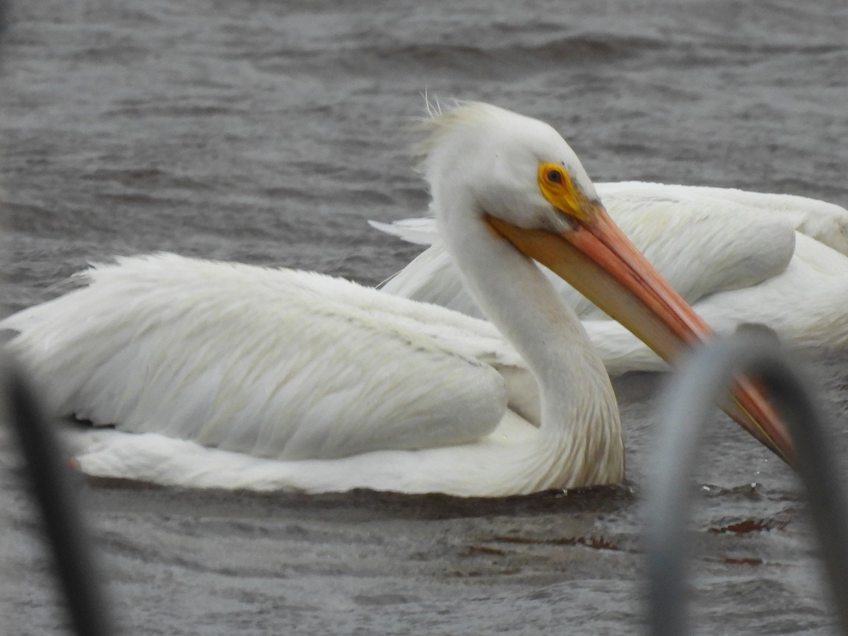 American White Pelican - ML620180186