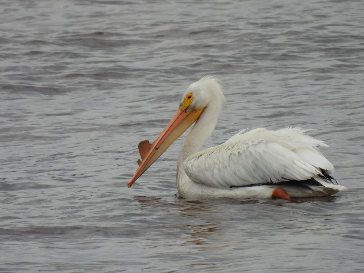 American White Pelican - ML620180187