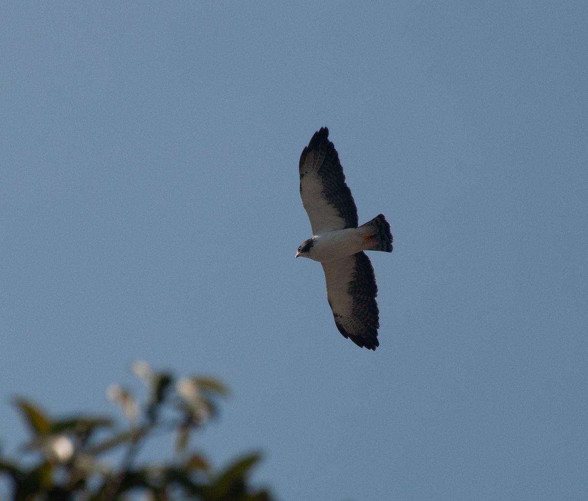 Short-tailed Hawk - ML620180188