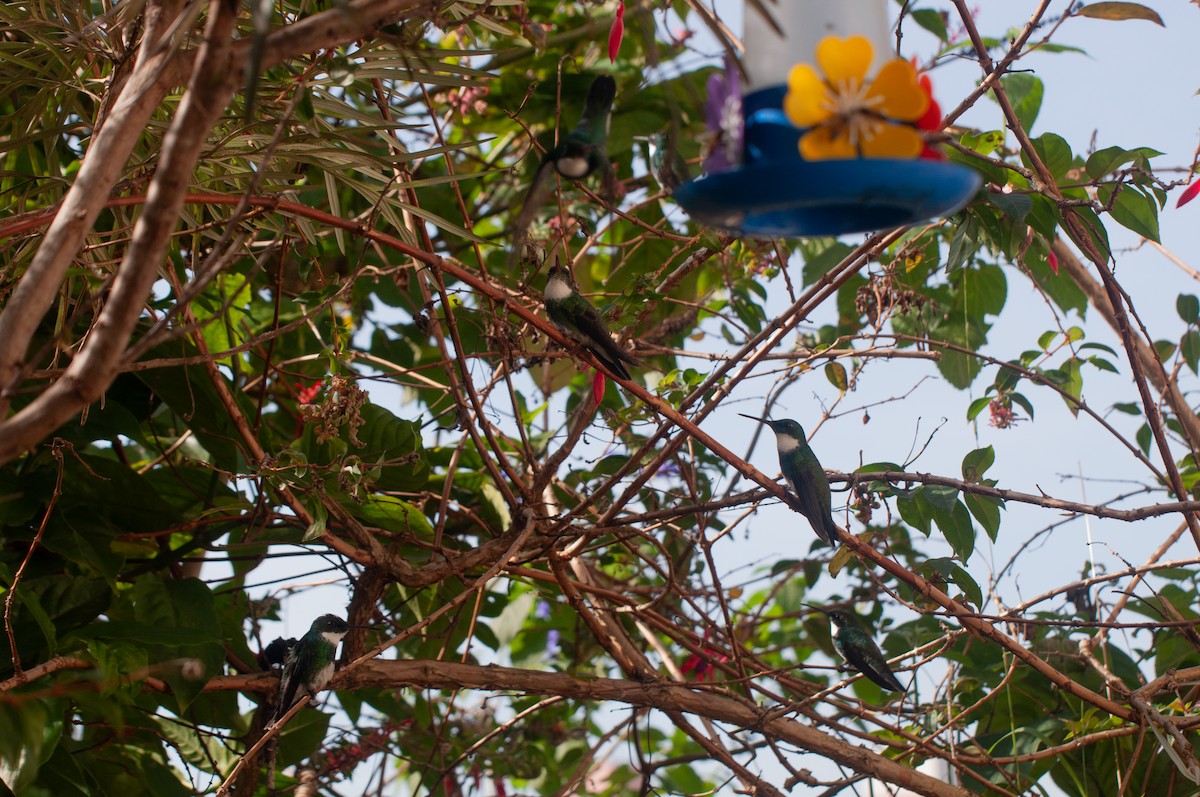 White-throated Hummingbird - ML620180197