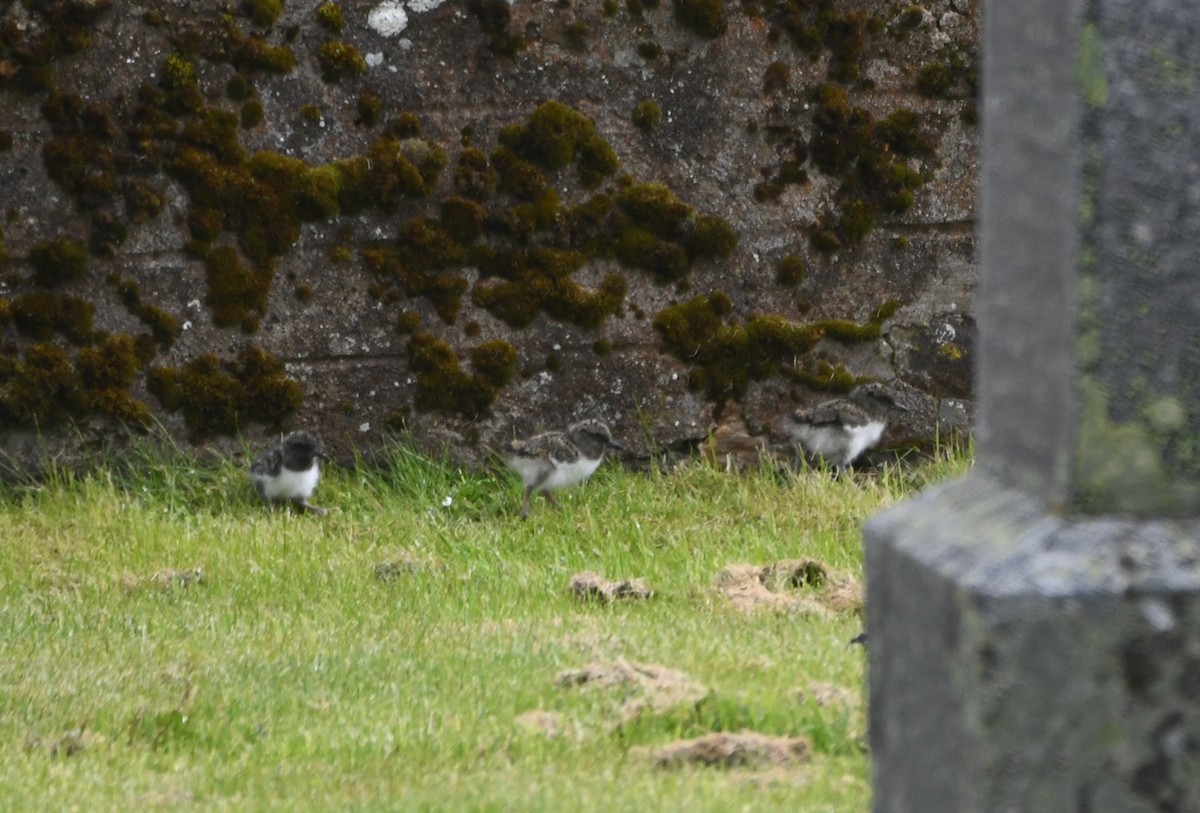 Eurasian Oystercatcher - ML620180199