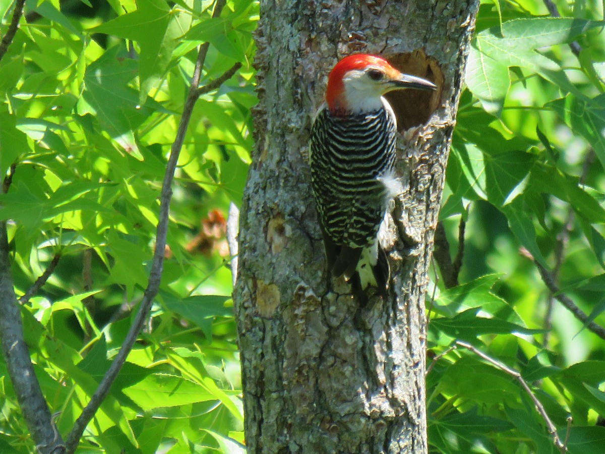 Red-bellied Woodpecker - ML620180203