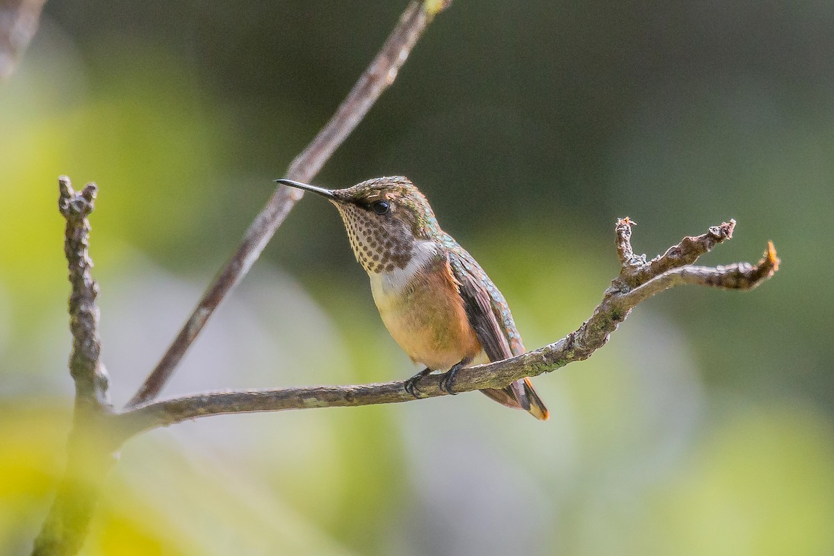 Wine-throated Hummingbird - ML620180209