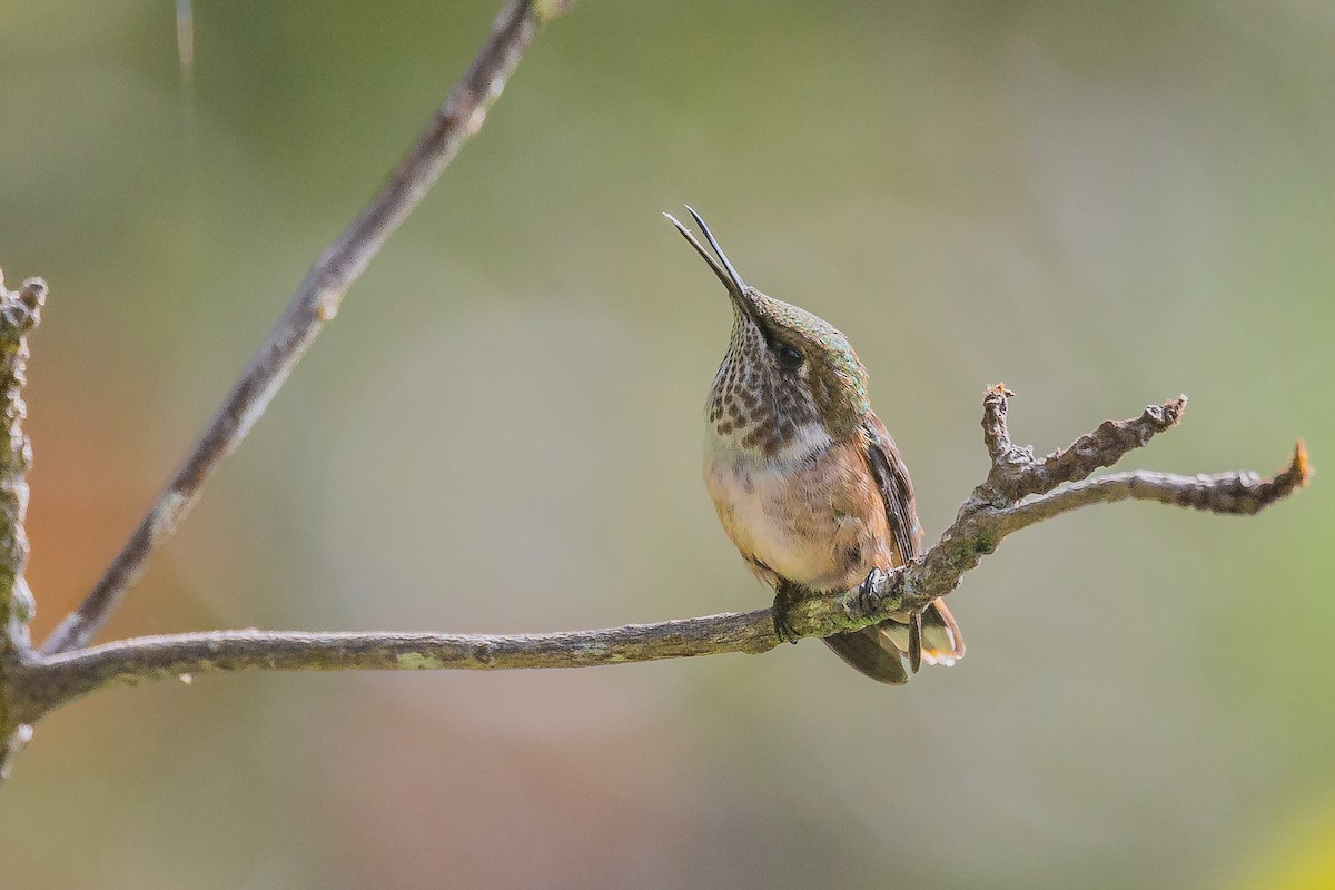 Wine-throated Hummingbird - ML620180213