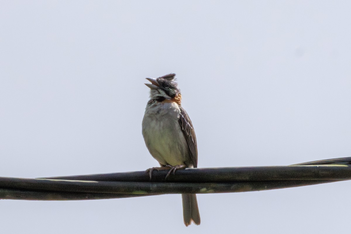 Rufous-collared Sparrow - ML620180216