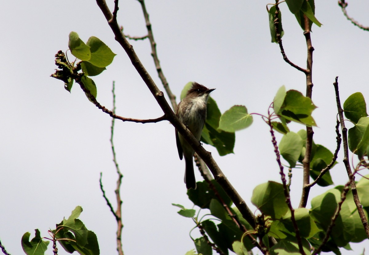 Eastern Phoebe - ML620180220