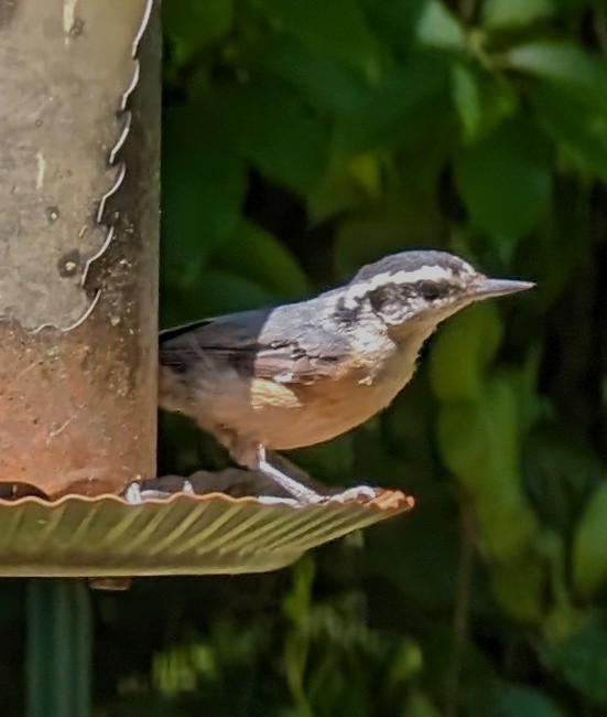 Red-breasted Nuthatch - ML620180224