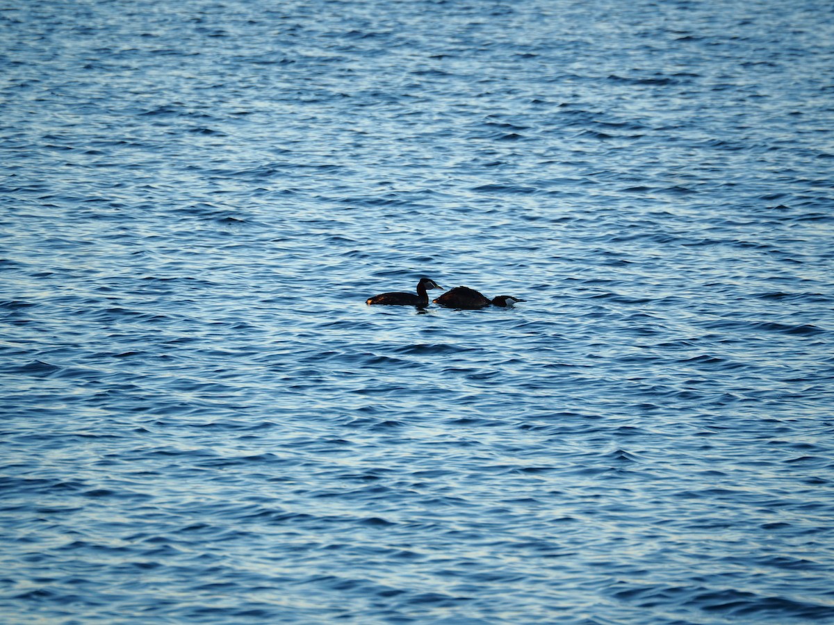 Red-necked Grebe - ML620180226