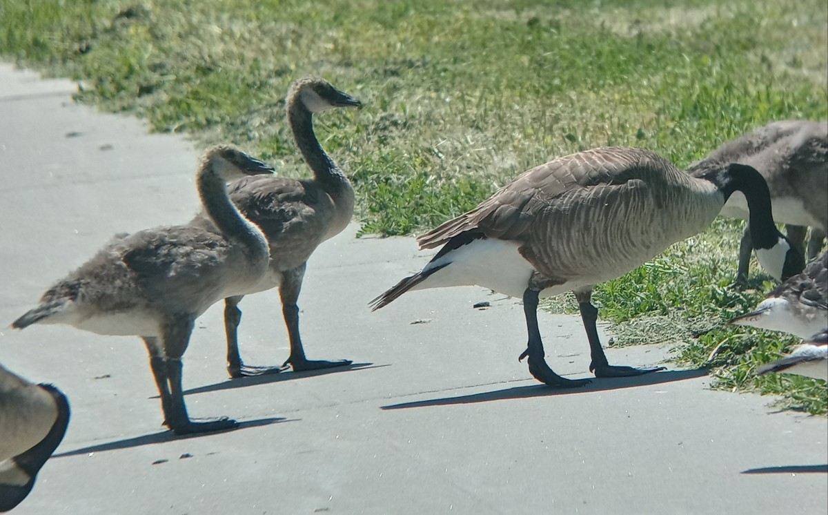 Canada Goose - ML620180228