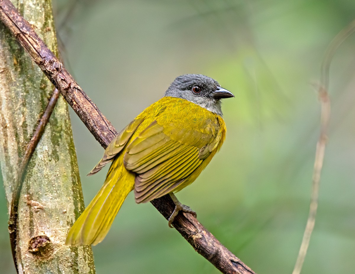 Tangara Cabecigrís - ML620180232