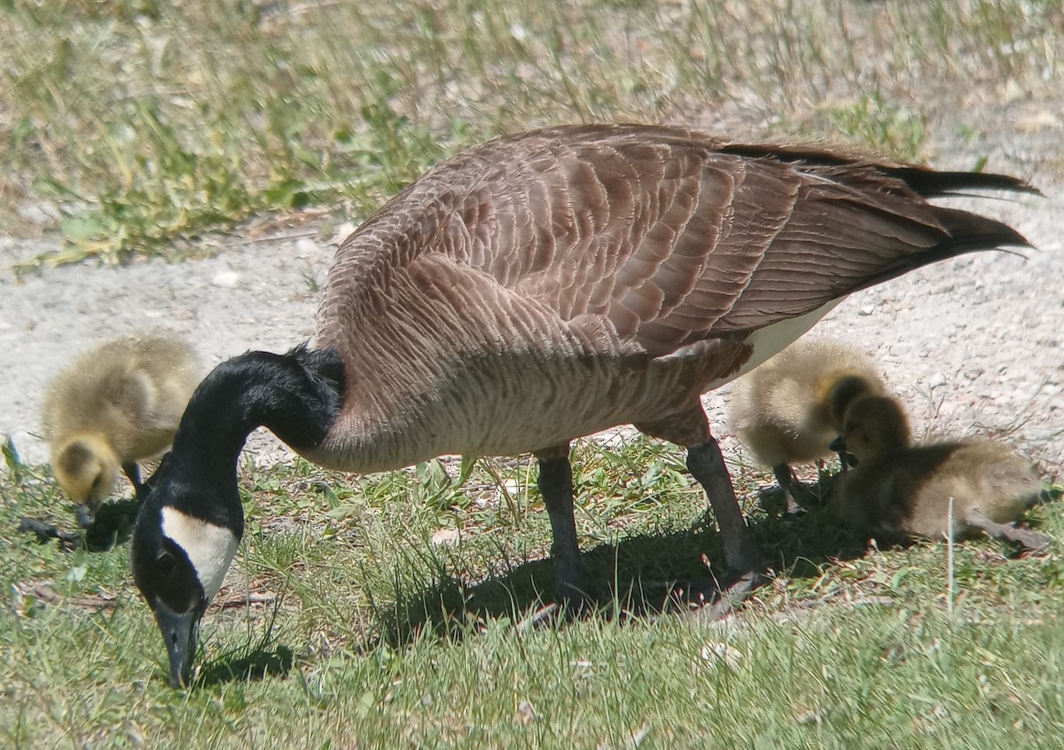 Canada Goose - ML620180234