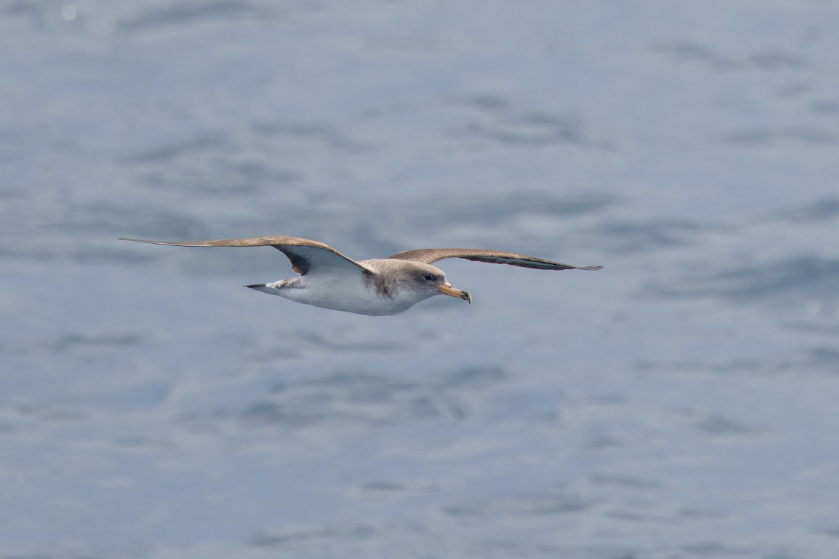 Cory's Shearwater (borealis) - ML620180235