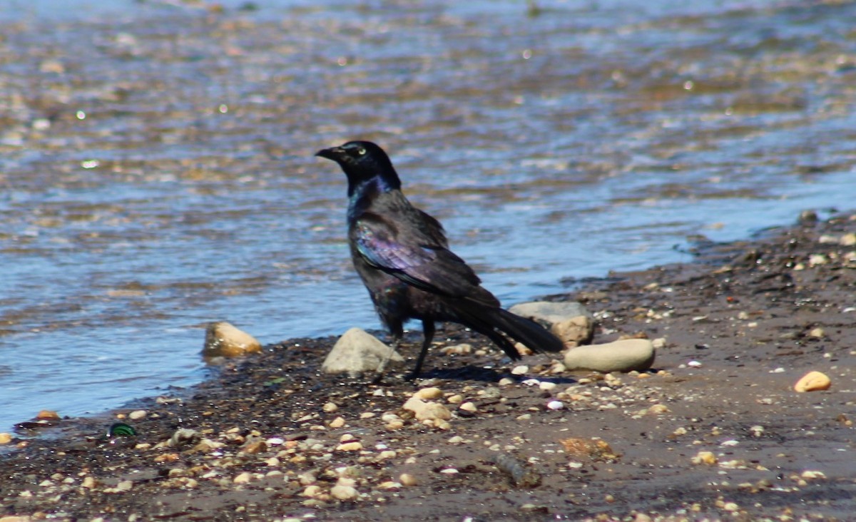 Common Grackle - ML620180248