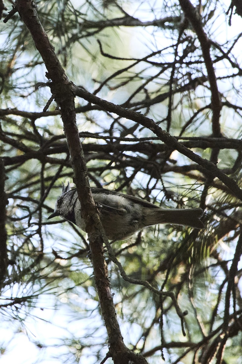 Crested Tit - ML620180251