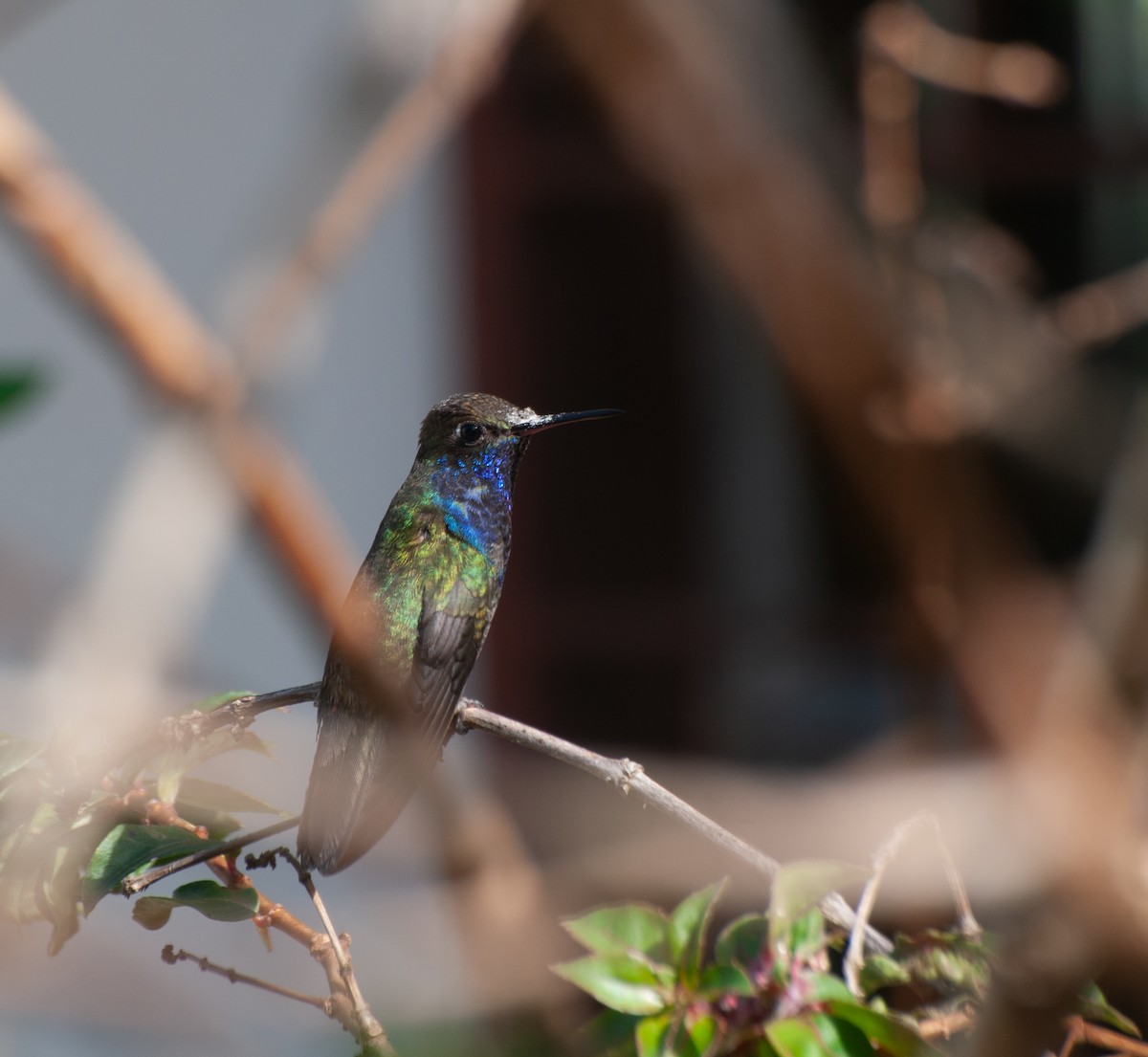 kolibřík safírový - ML620180254