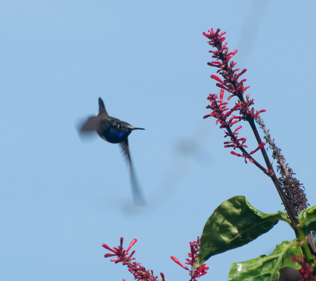 kolibřík safírový - ML620180255