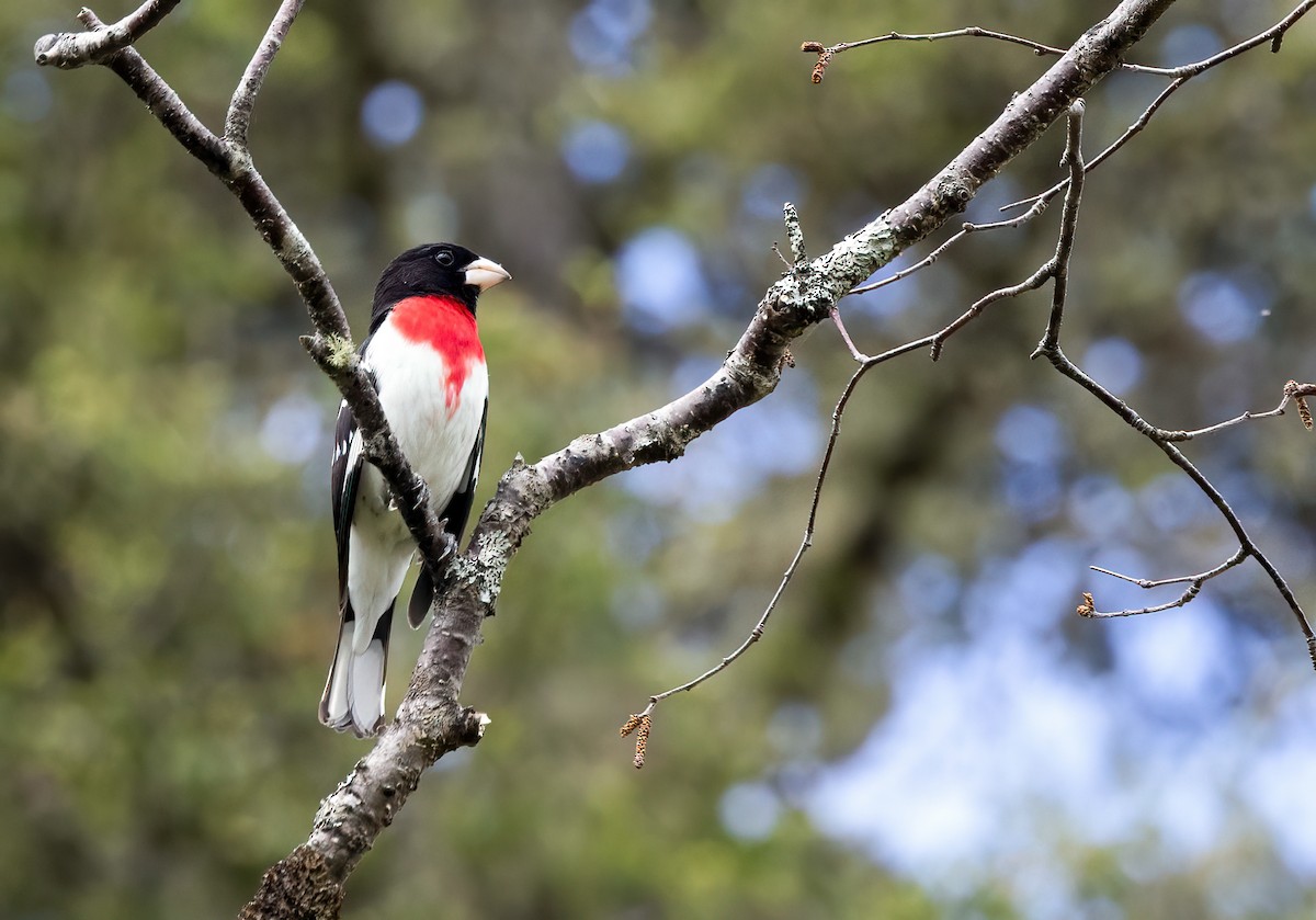 Cardinal à poitrine rose - ML620180270