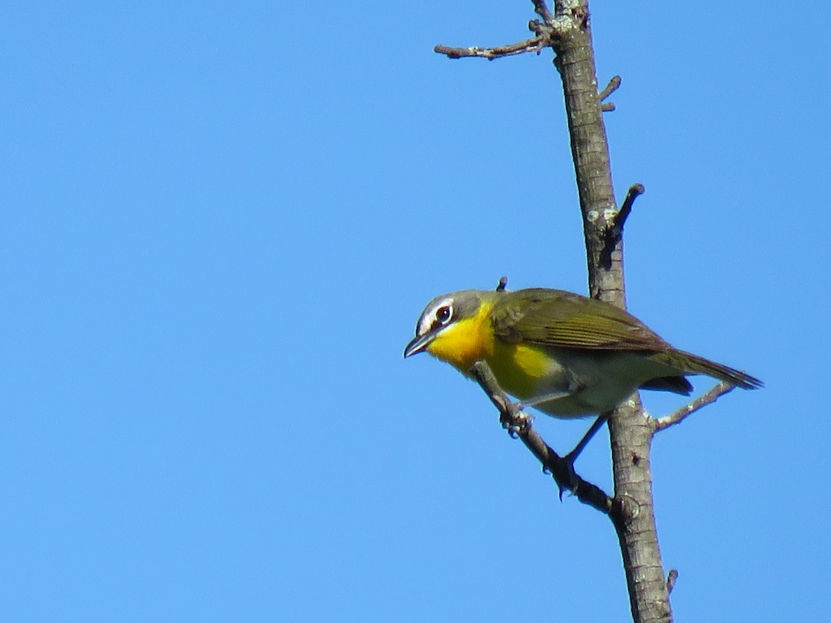 Yellow-breasted Chat - ML620180271