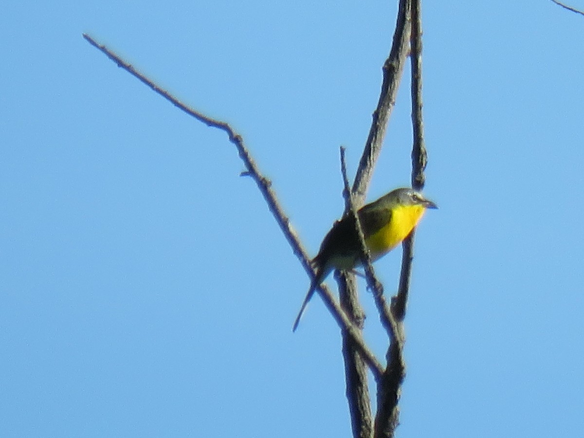 Yellow-breasted Chat - ML620180272