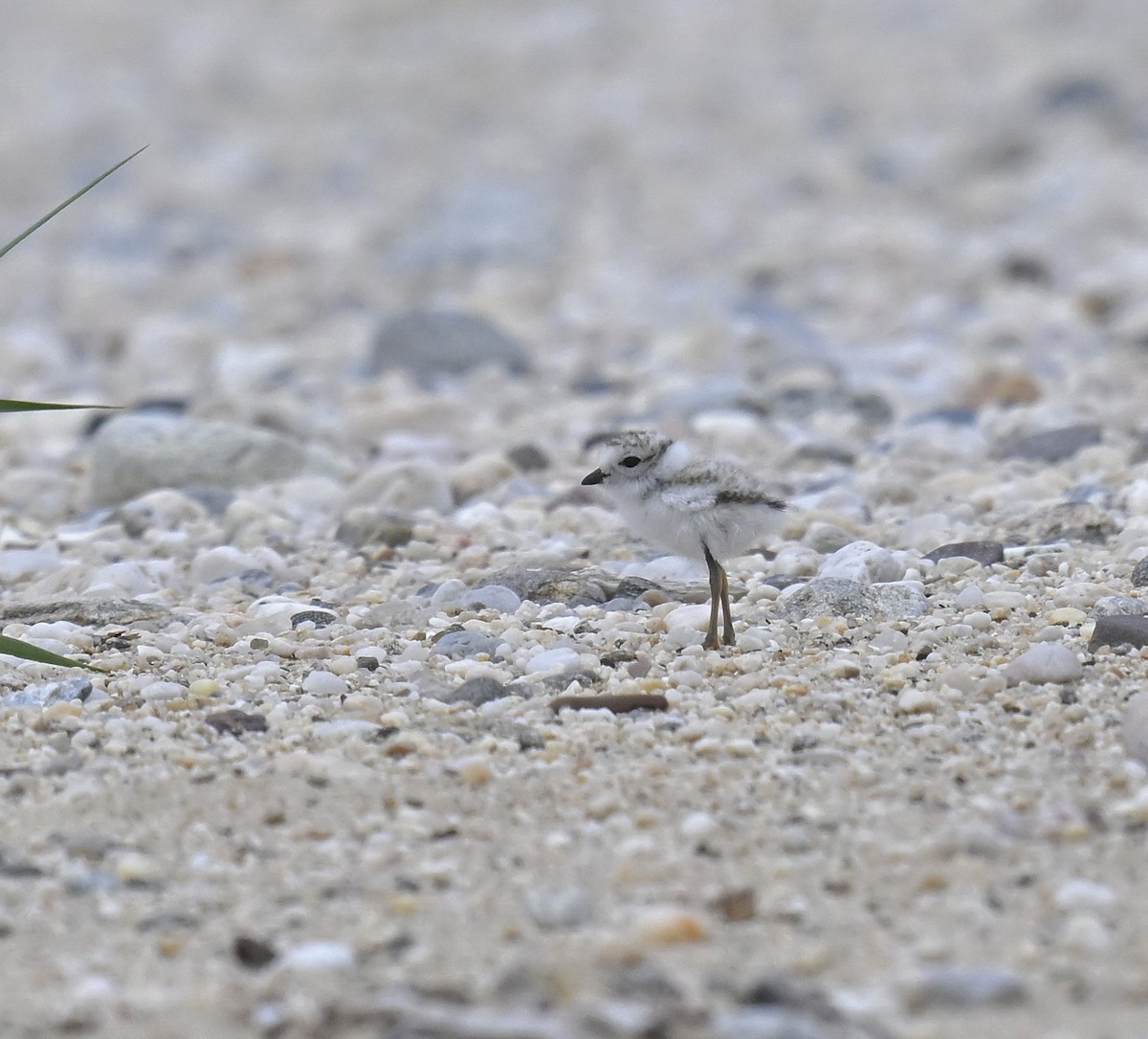 Piping Plover - ML620180274