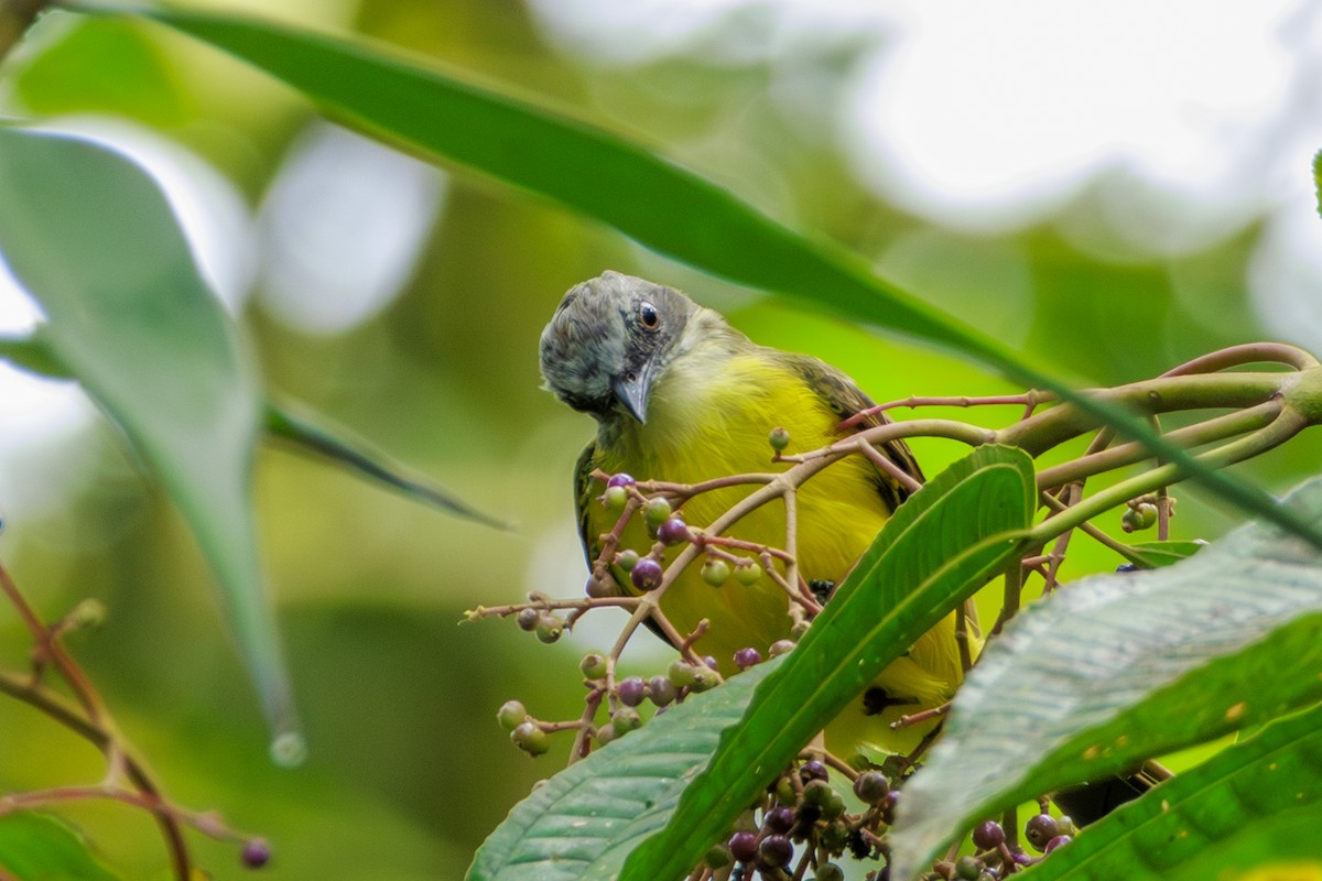 Gray-capped Flycatcher - ML620180275