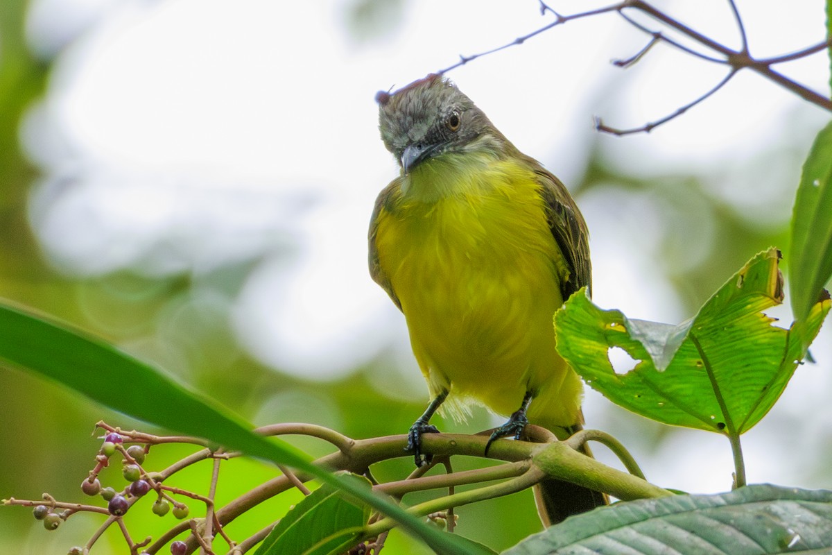 Gray-capped Flycatcher - ML620180276