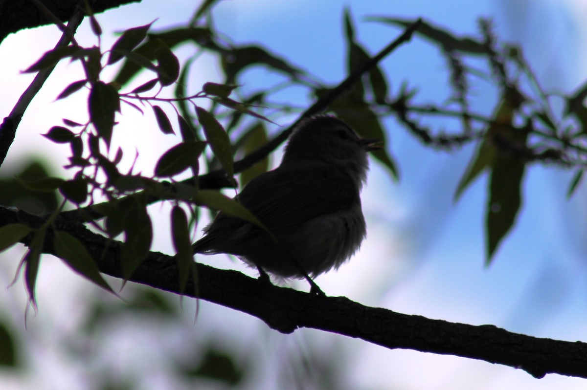 Warbling Vireo - ML620180279