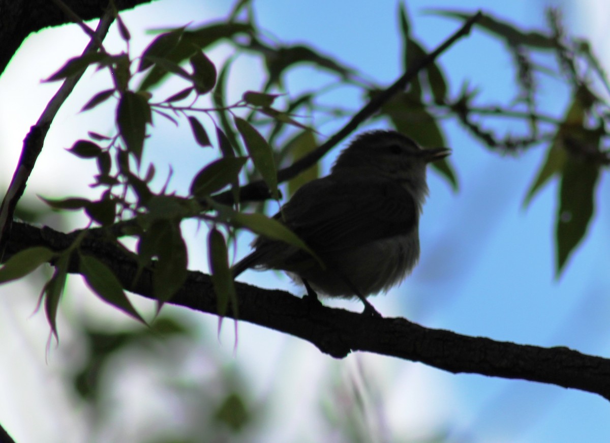 Warbling Vireo - ML620180282