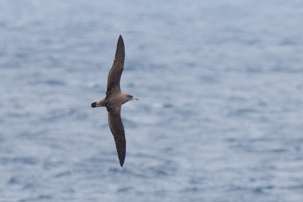 Cory's Shearwater (borealis) - ML620180283