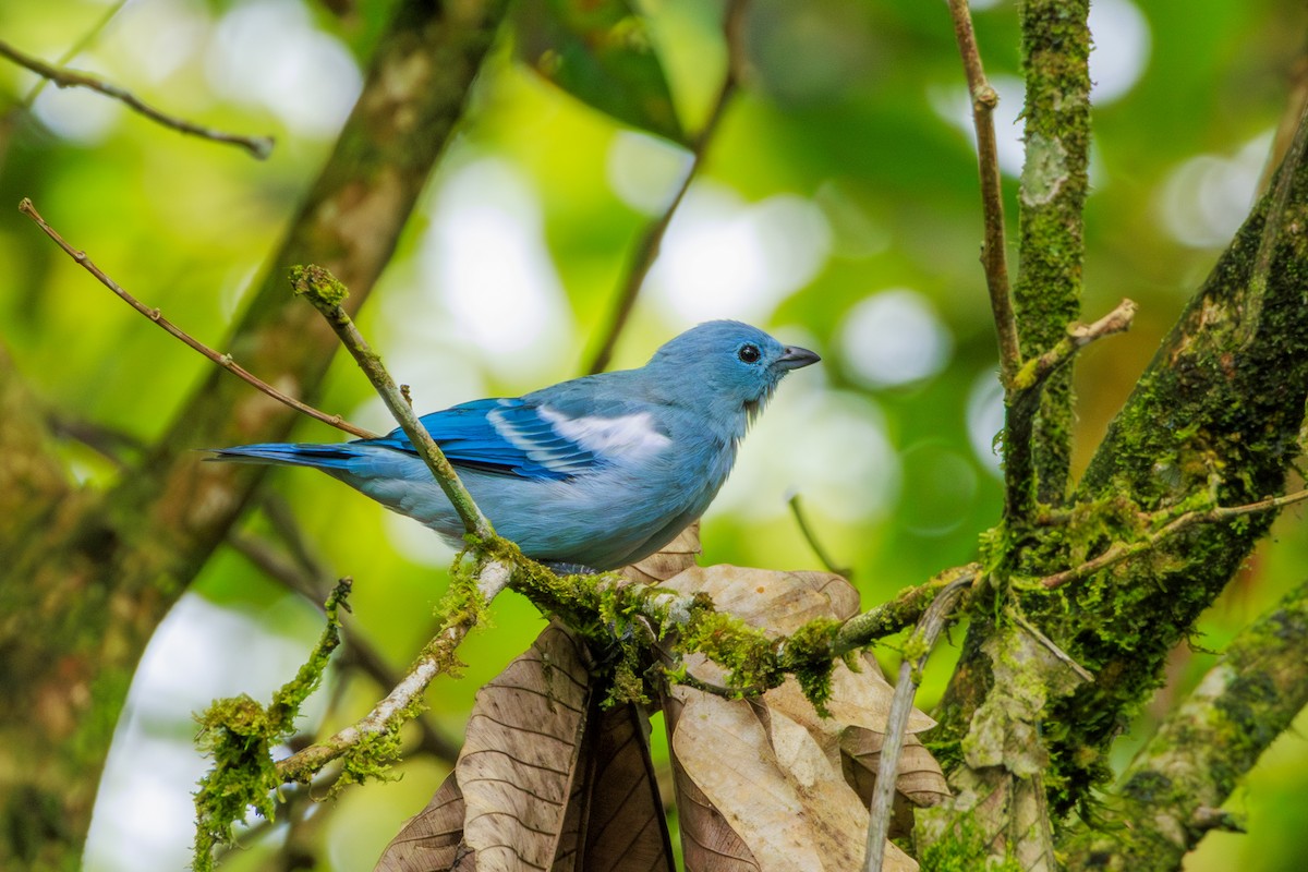 Blue-gray Tanager - ML620180298