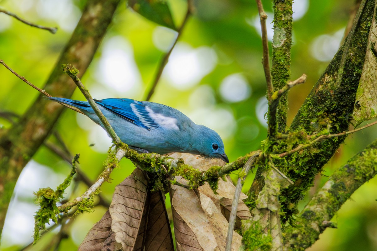 Blue-gray Tanager - ML620180299