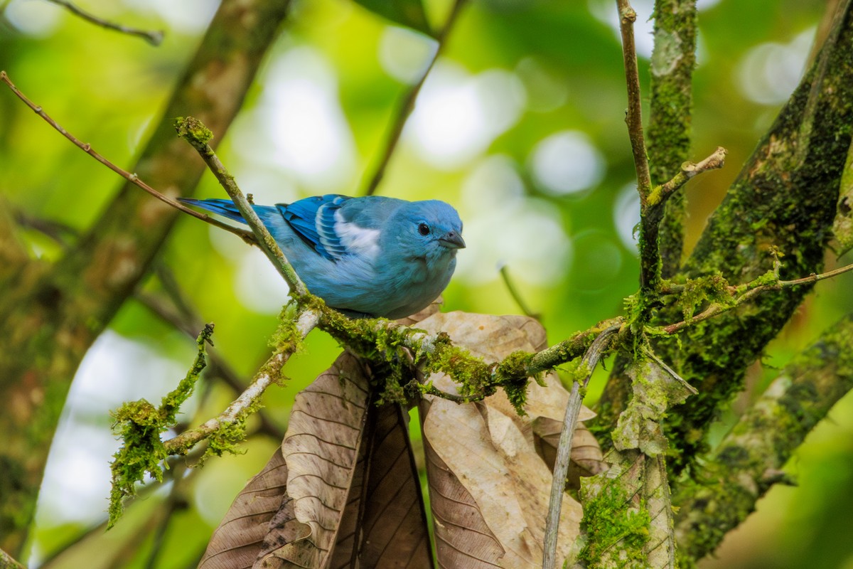Blue-gray Tanager - ML620180300