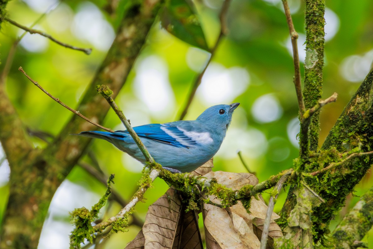 Blue-gray Tanager - ML620180301