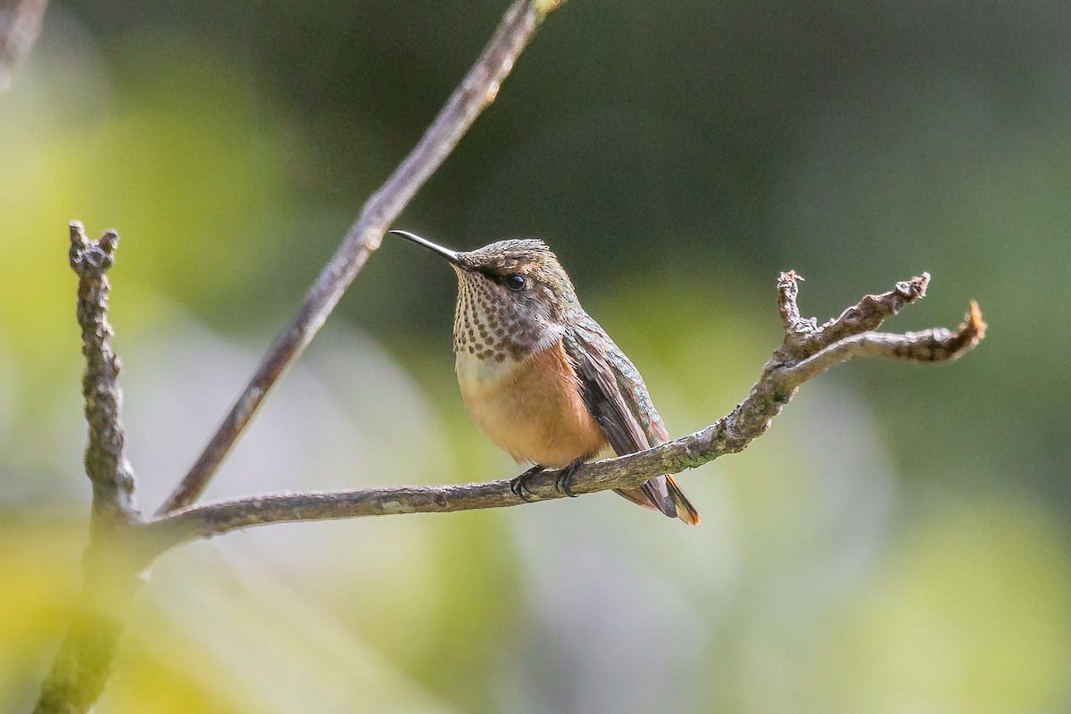 Wine-throated Hummingbird - ML620180302